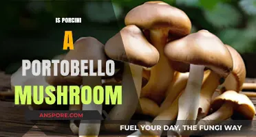 Porcini vs. Portobello: Unraveling the Mushroom Mystery and Differences
