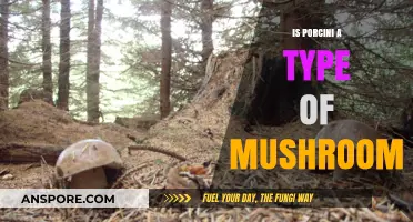 Is Porcini a Mushroom? Unveiling the Truth About This Fungus