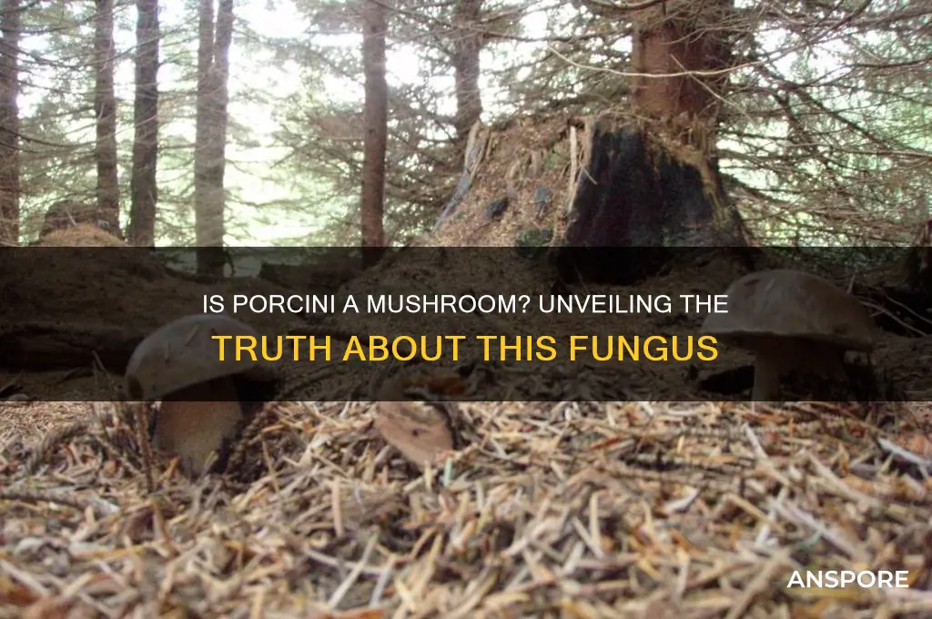 is porcini a type of mushroom
