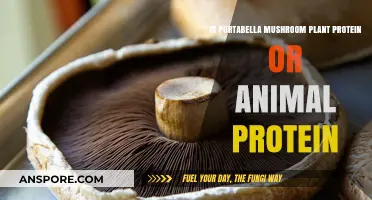 Portabella Mushrooms: Plant-Based Protein or Animal-Derived Source?