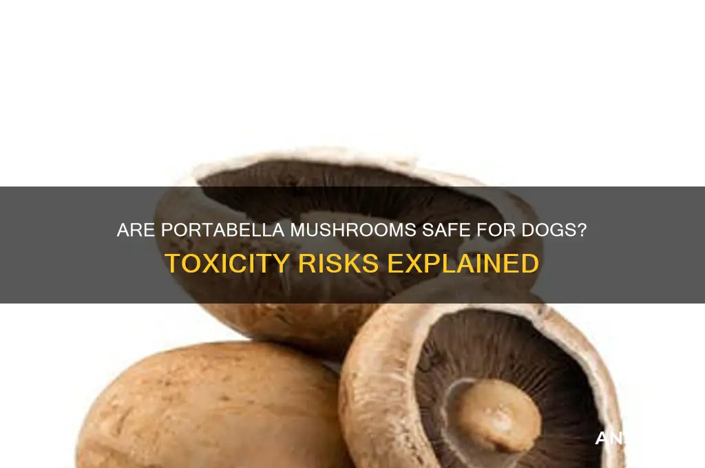 is portabella mushroom toxic to dogs