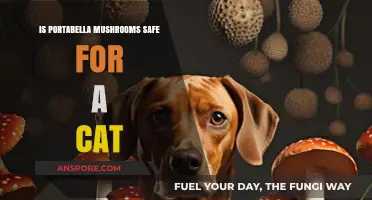Are Portabella Mushrooms Safe for Cats? A Pet Owner's Guide