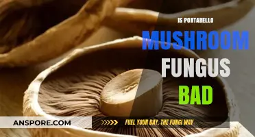 Are Portobello Mushrooms Harmful? Debunking Fungus Myths and Facts