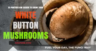 Portobello vs. White Button: Which Mushroom is Easier to Grow?
