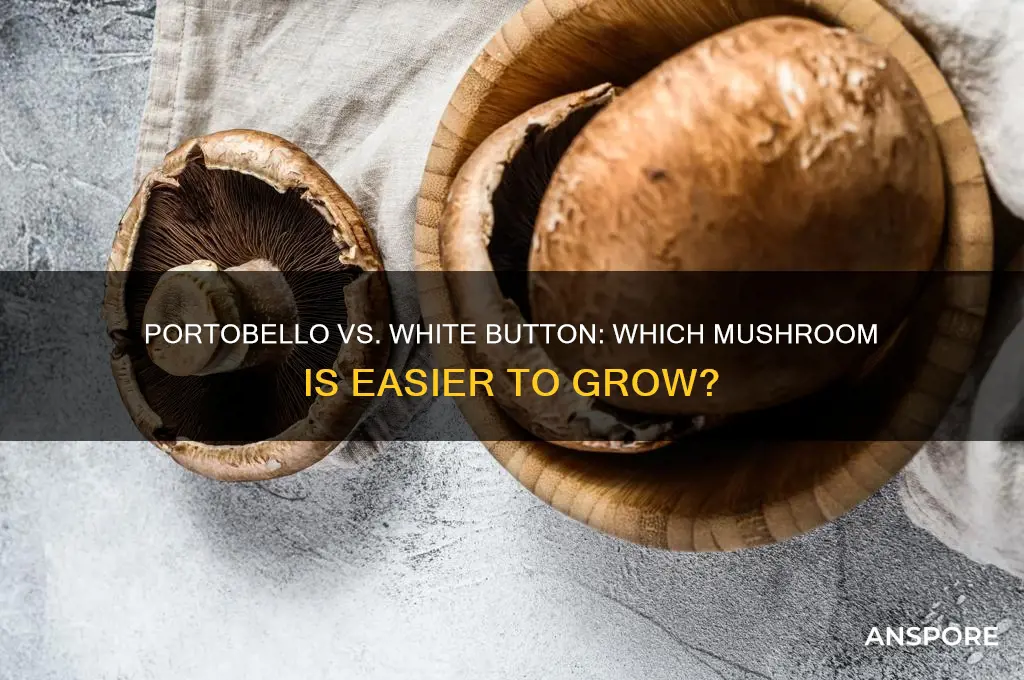 is portebllow easier to grow than white button mushrooms