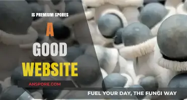 Is Premium Spores Reliable? A Comprehensive Website Review and Analysis