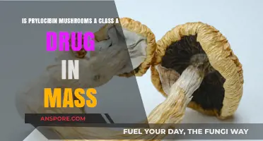 Psilocybin Mushrooms in Massachusetts: Are They Classified as a Class A Drug?