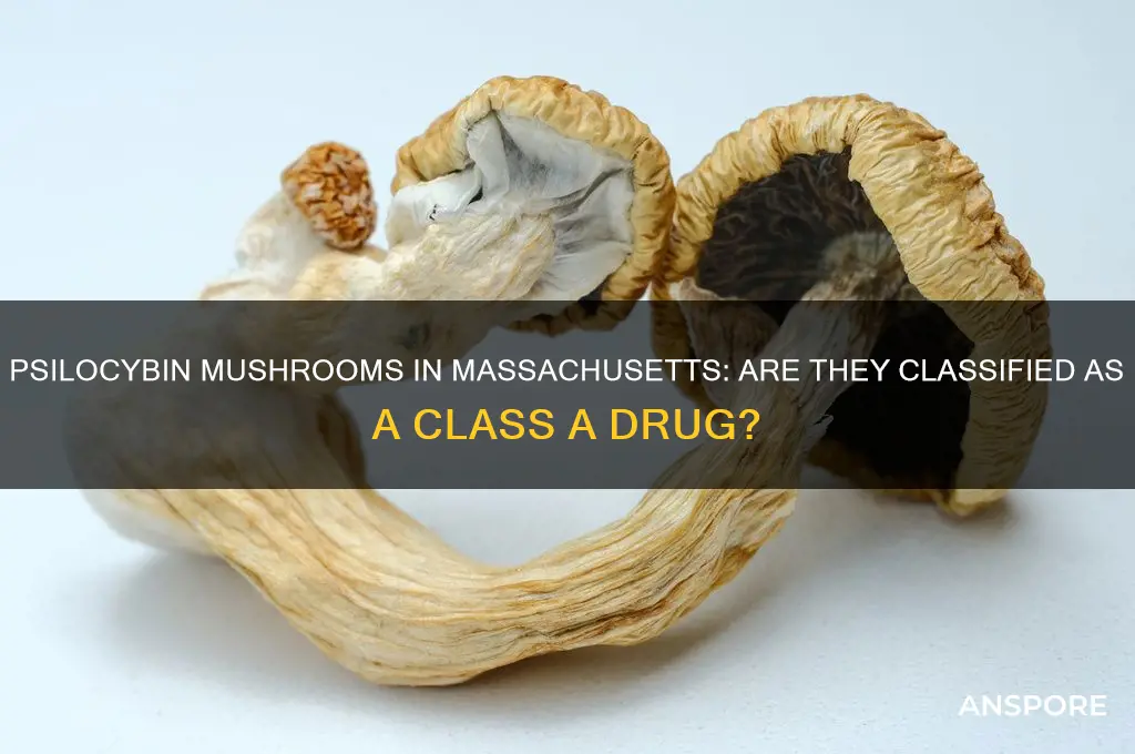 is prylocibin mushrooms a class a drug in mass