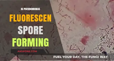 Does Pseudomonas Fluorescens Form Spores? Unraveling the Bacterial Mystery