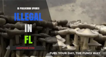 Are Psilocybin Spores Legal in Florida? Understanding Current Laws