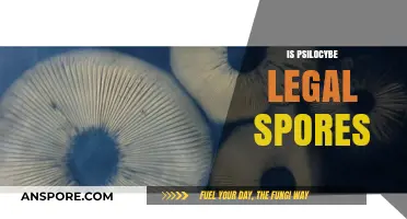 Are Psilocybe Spores Legal? Exploring the Legal Landscape