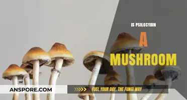 Psilocybin Mushrooms: What's the Deal?