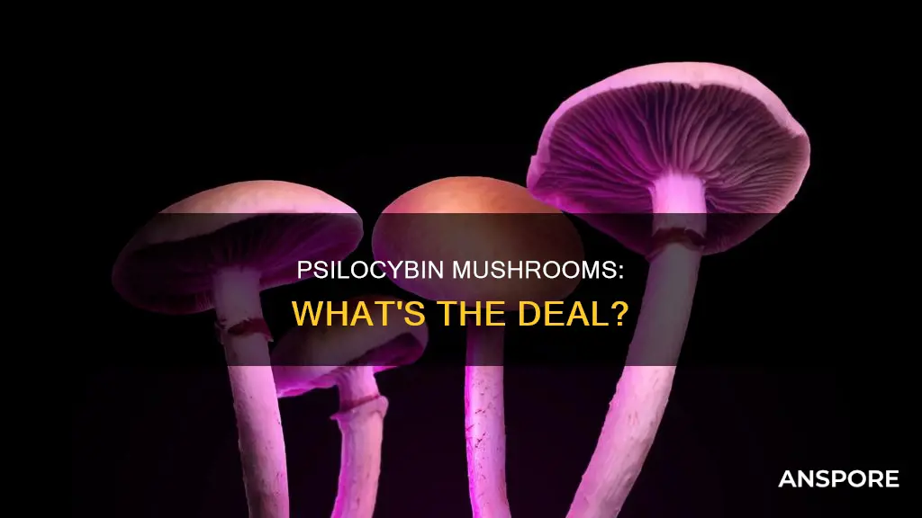 is psilocybin a mushroom