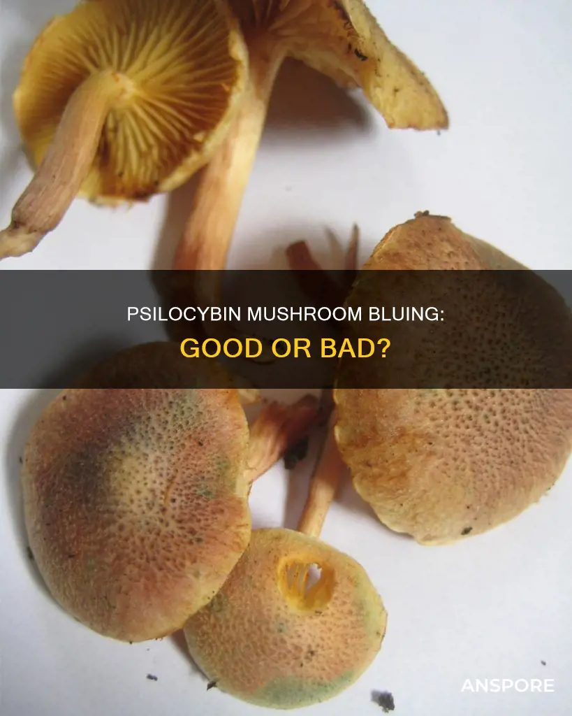 is psilocybin mushroom bluing ok