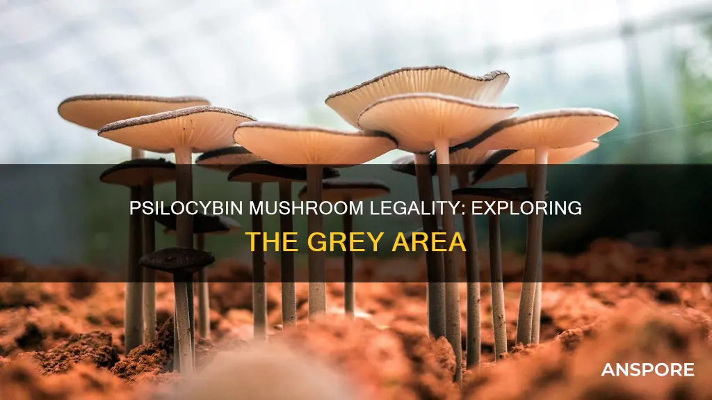 is psilocybin mushroom illegal