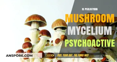 Psilocybin Mushrooms: Are Mycelium Psychoactive?