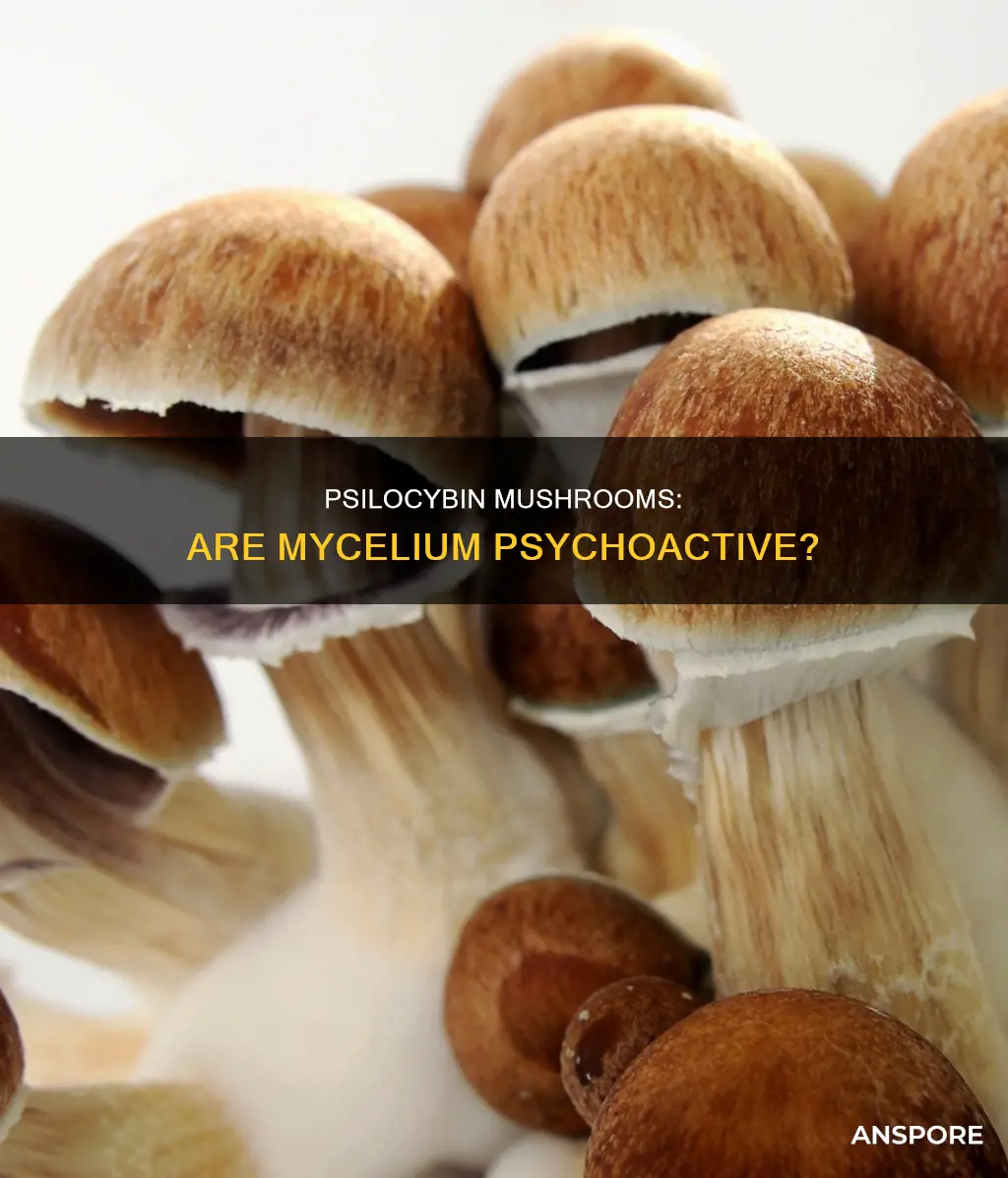 is psilocybin mushroom mycelium psychoactive