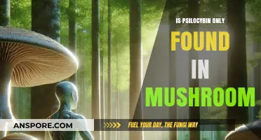 Beyond Mushrooms: Where Else Can Psilocybin Be Found?