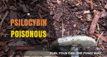 Is Psilocybin Poisonous? Debunking Myths About Magic Mushrooms