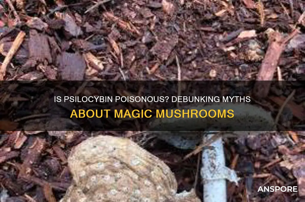is psilocybin poisonous