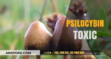 Psilocybin Toxicity: Is Magic Mushroom Ingredient Harmful?