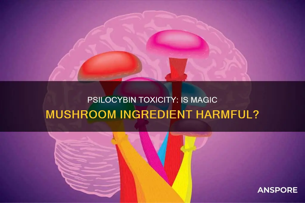 is psilocybin toxic