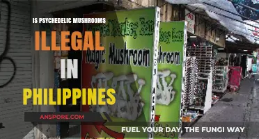 Are Psychedelic Mushrooms Illegal in the Philippines? Legal Insights