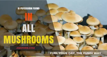 Does Psilocybin Occur Naturally in Every Mushroom Species?
