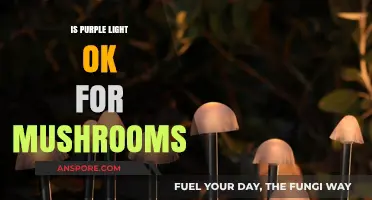 Purple Light for Mushrooms: Benefits, Risks, and Optimal Growth Tips