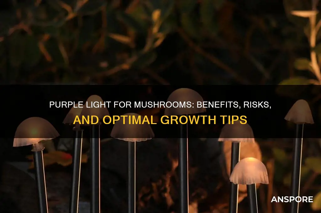 is purple light ok for mushrooms