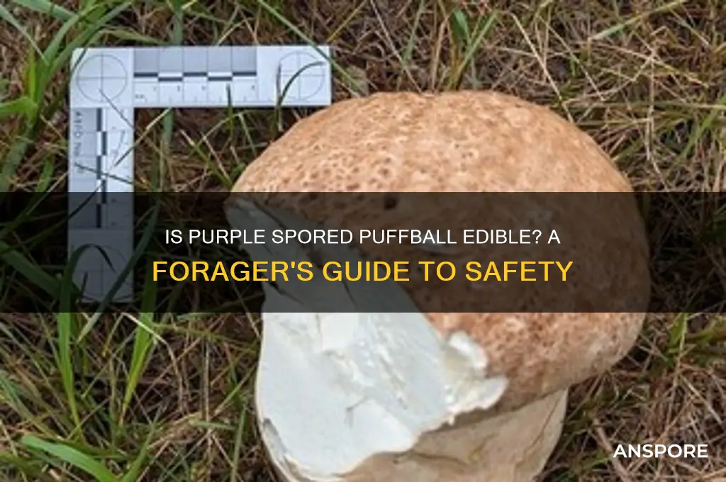 is purple spored puffball edible
