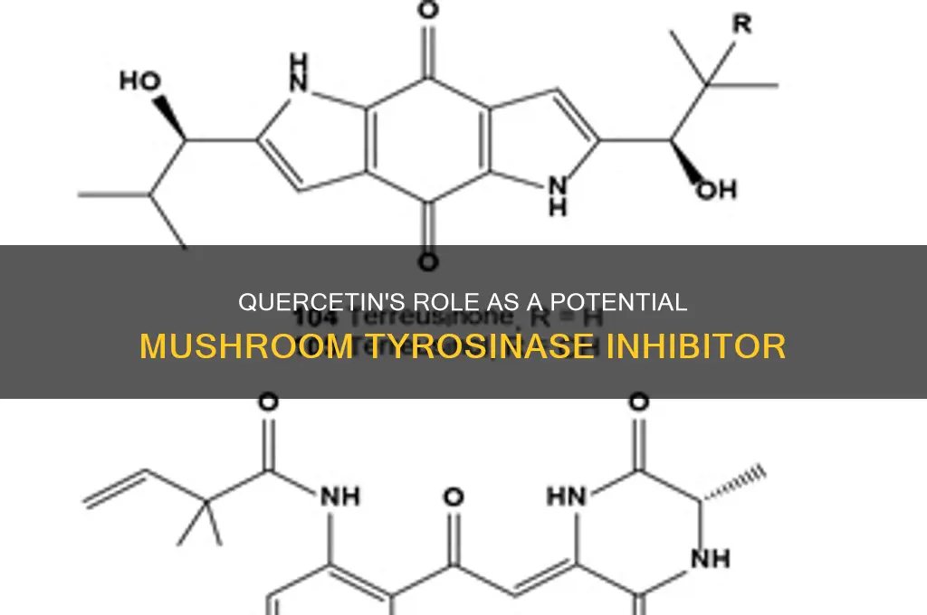 is quercetin a competitive inhibitor of mushroom tyrosinase