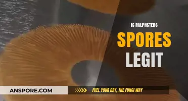 Is Ralphster's Spores Legit? Unveiling the Truth About Their Services