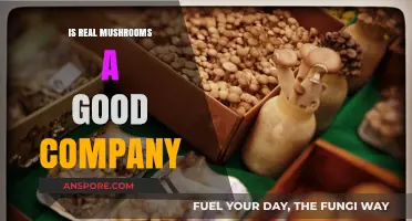 Is Real Mushrooms a Good Company? A Comprehensive Review and Analysis