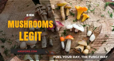 Real Mushrooms Review: Legit or Scam?