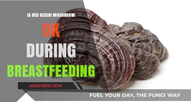 Breastfeeding and Red Reishi: Safety, Benefits, and Expert Advice
