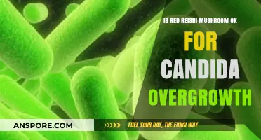 Red Reishi Mushroom: Safe and Effective for Candida Overgrowth?