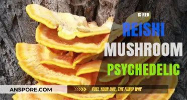 Reishi Mushrooms: Are They Psychedelic?