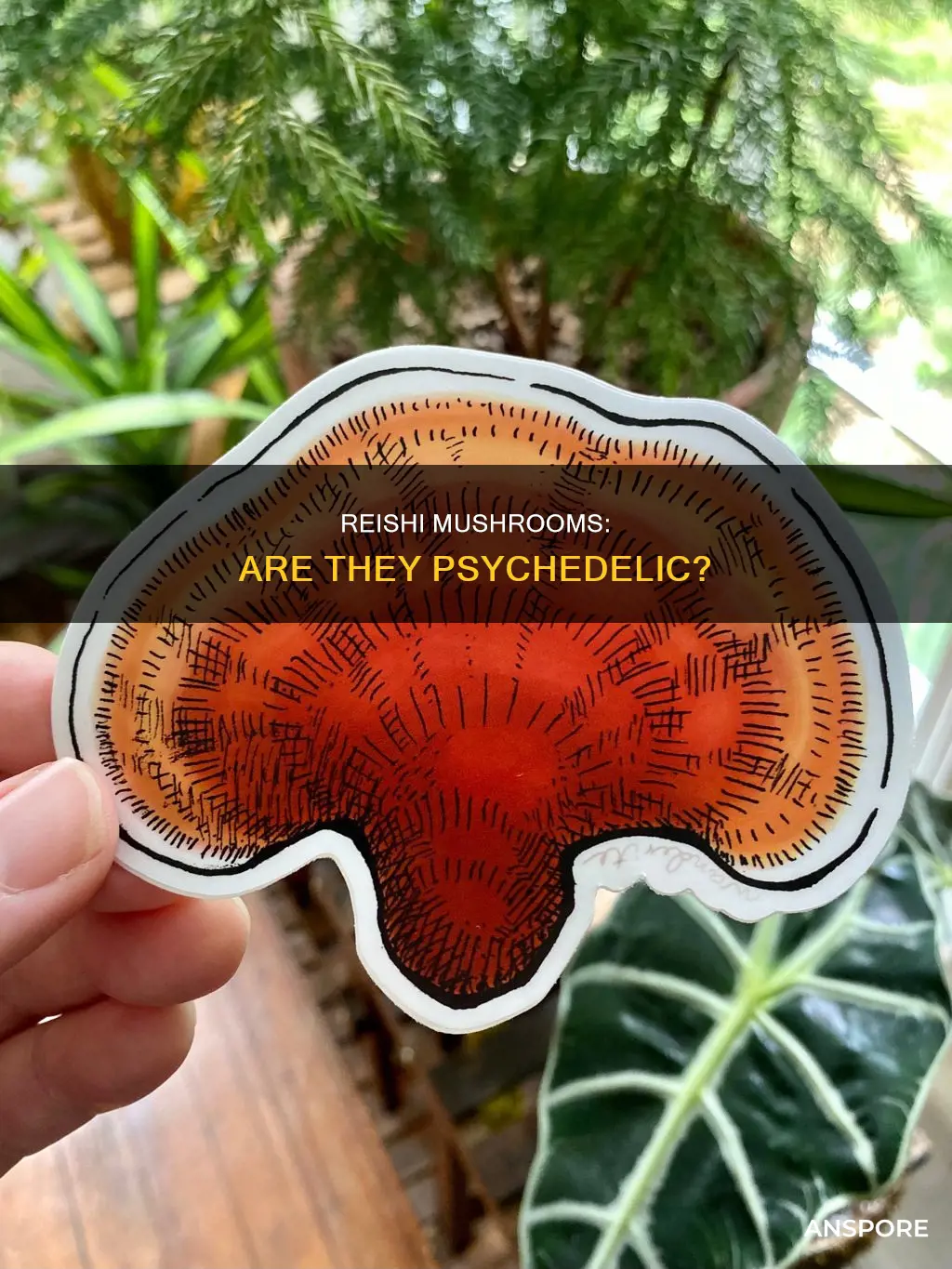 is red reishi mushroom psychedelic