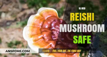 Reishi Mushrooms: Are They Safe to Consume?