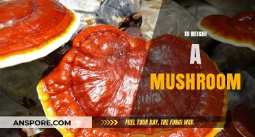 Reishi: Mushroom or Not?