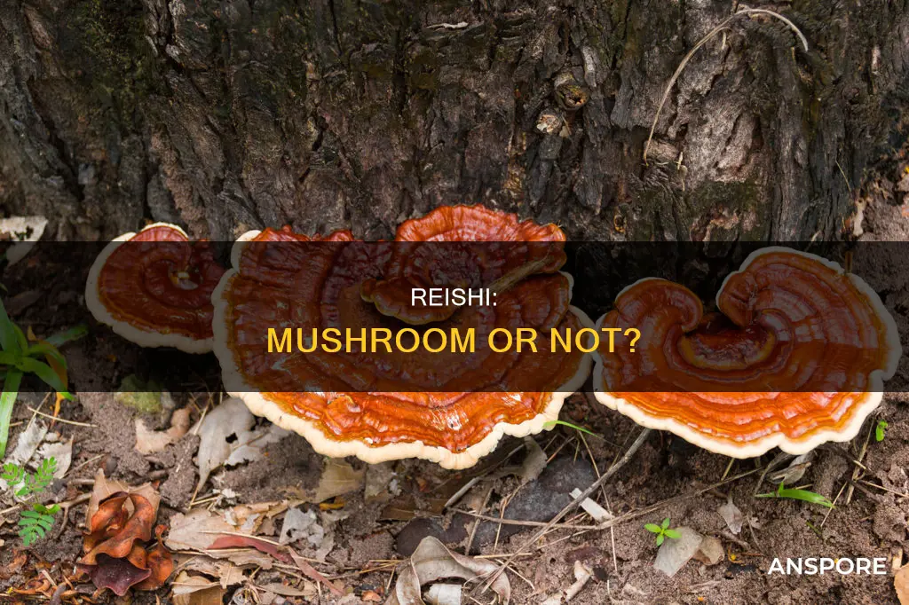 is reishi a mushroom