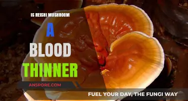 Reishi Mushroom and Blood Thinning: Separating Fact from Fiction