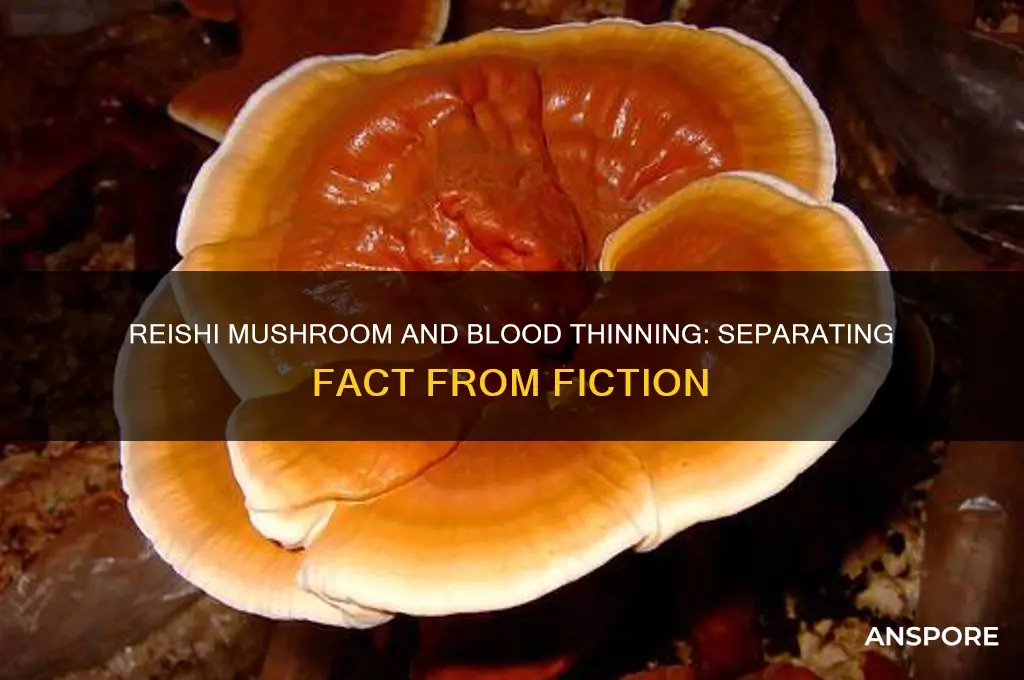 is reishi mushroom a blood thinner