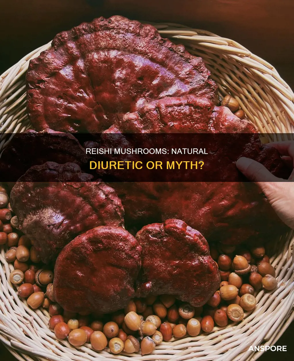 is reishi mushroom a diuretic