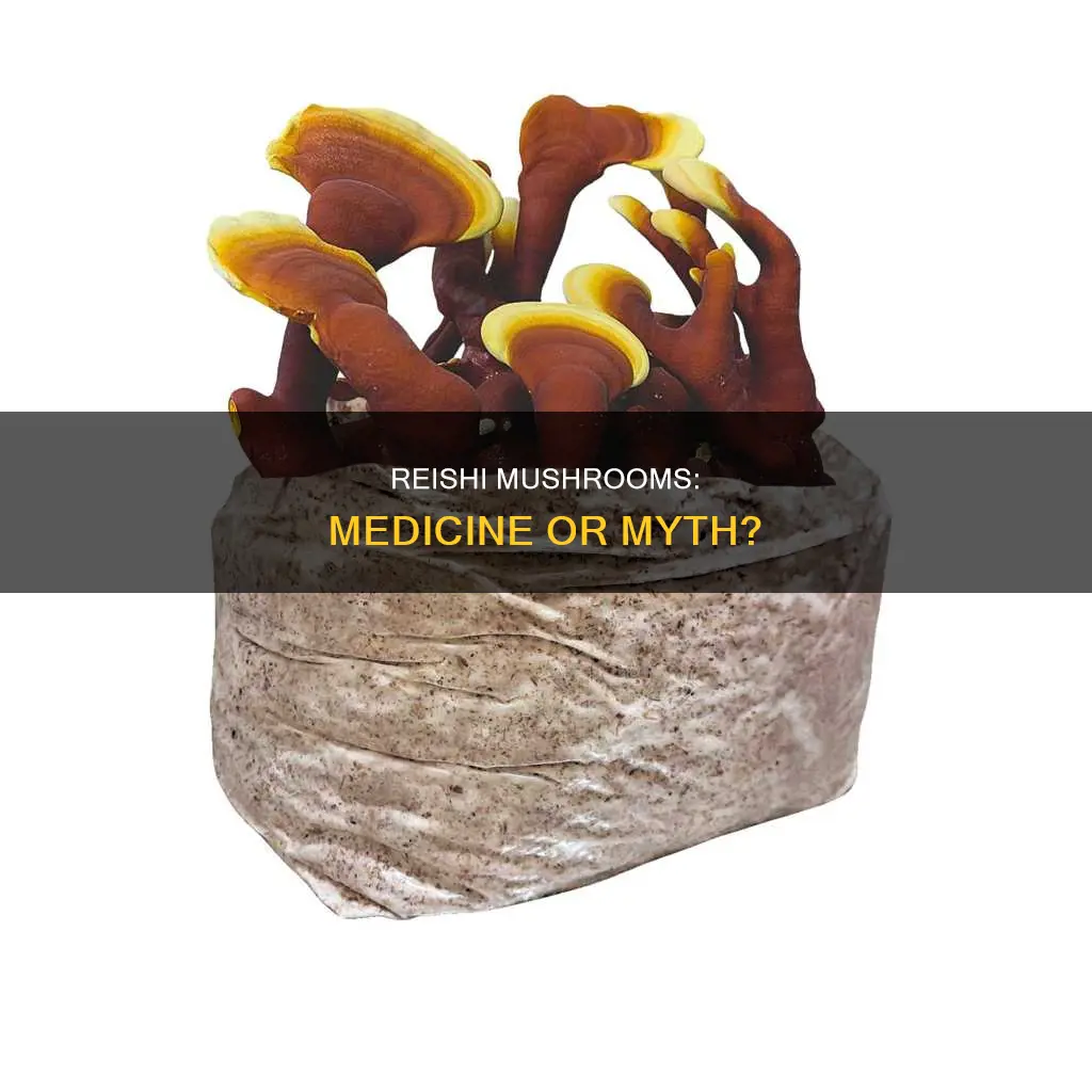 is reishi mushroom a drug