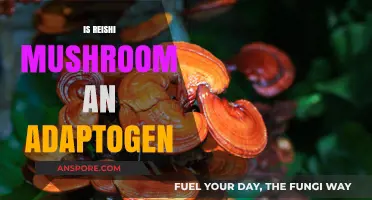 Reishi Mushroom: A Powerful Adaptogen for Stress Relief