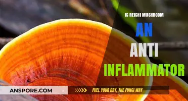 Reishi Mushroom's Anti-Inflammatory Benefits: Fact or Fiction?