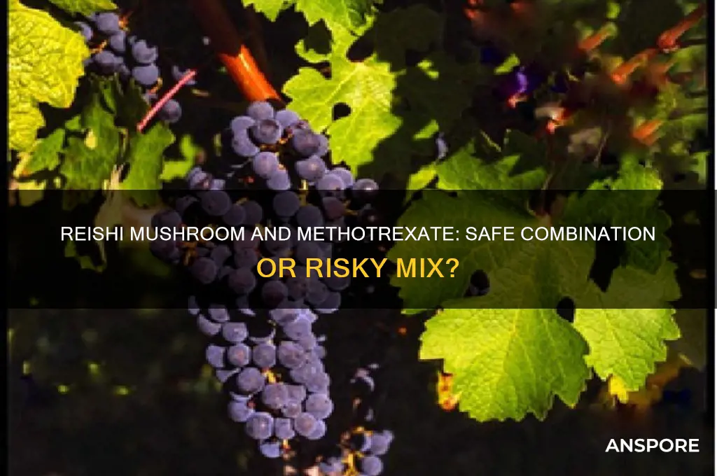 is reishi mushroom and methotrexate good to take together