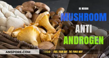 Reishi Mushrooms: Natural Anti-Androgen or Myth?